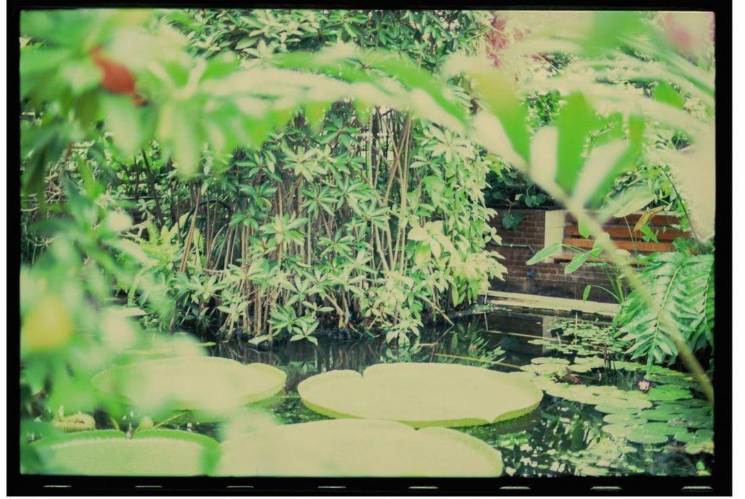 Maple Grove Gardens