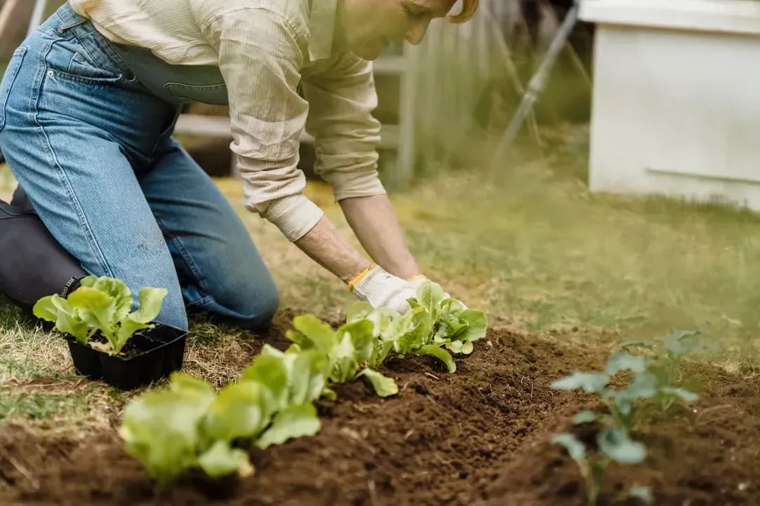 How Mulch Supports a Healthier Garden Bed
