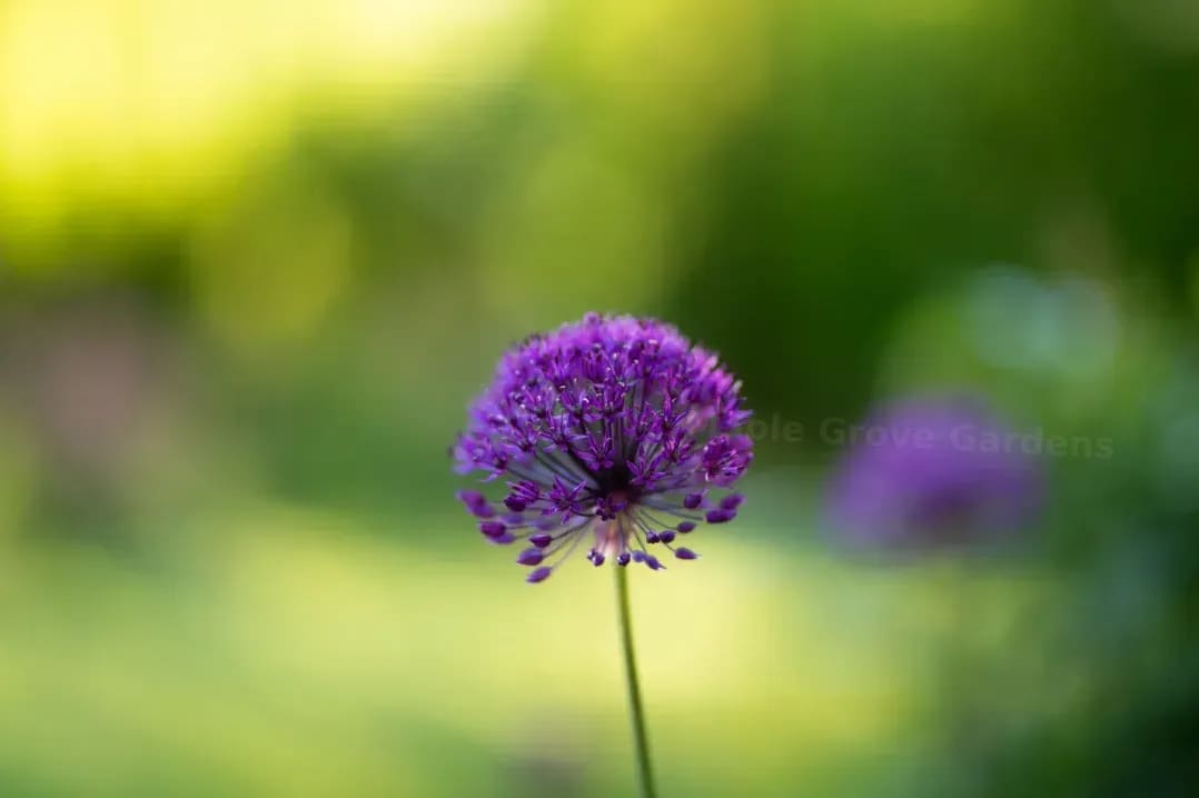 Maple Grove Gardens 4