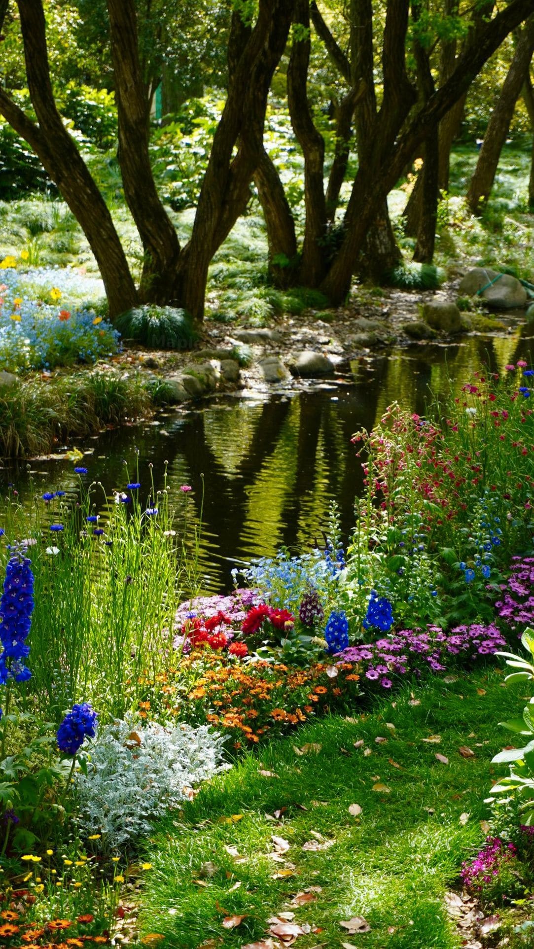 Perennial and shrub care